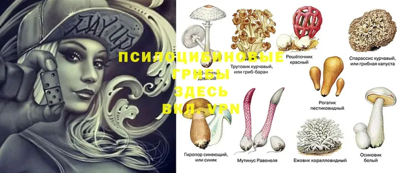 даркнет клад  Апатиты  Псилоцибиновые грибы Psilocybine cubensis  купить наркотик 